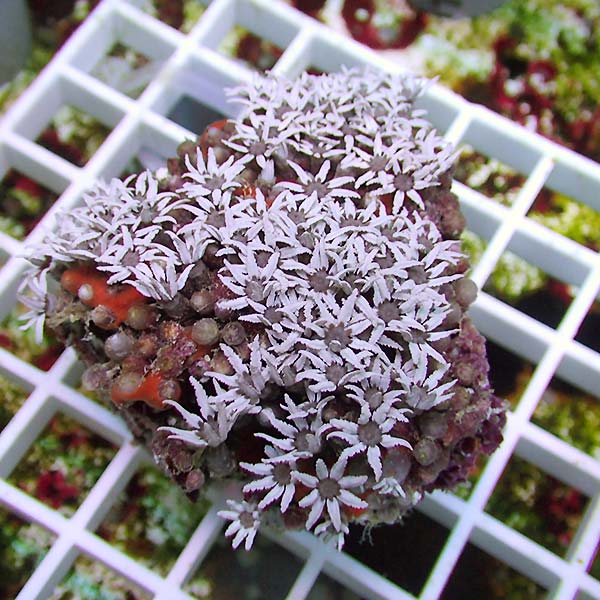 【サンゴ現物32】クダサンゴ フィジー産 !15時までのご注文で当日発送(t237