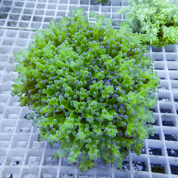 【サンゴ現物101】タコアシサンゴ ブランチ!15時までのご注文で当日発送 【サンゴ】(t138