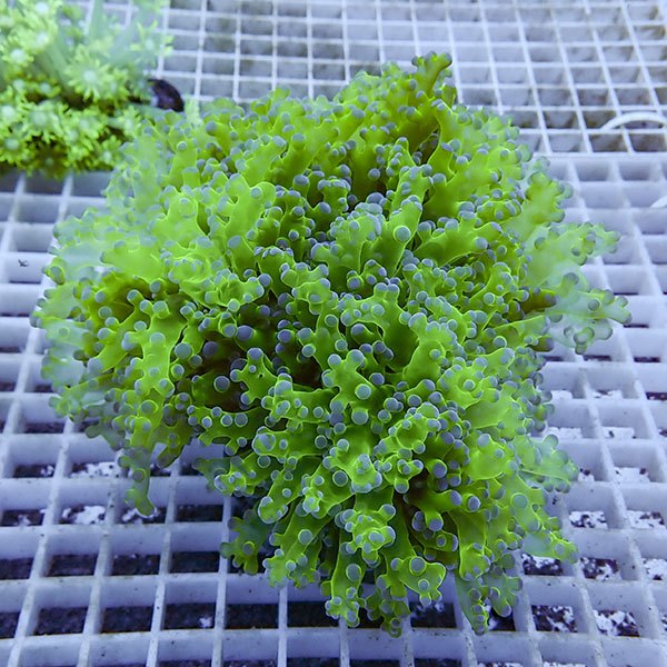 【サンゴ現物102】タコアシサンゴ ブランチ!15時までのご注文で当日発送 【サンゴ】(t138