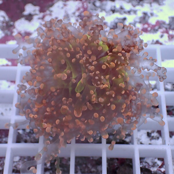 【サンゴ現物100】タコアシサンゴ フラグ!15時までのご注文で当日発送 【サンゴ】(t138