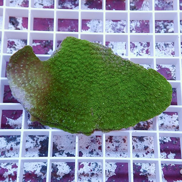 【サンゴ現物8】コモンサンゴ ! 15時までのご注文で当日発送【ミドリイシ】(t214