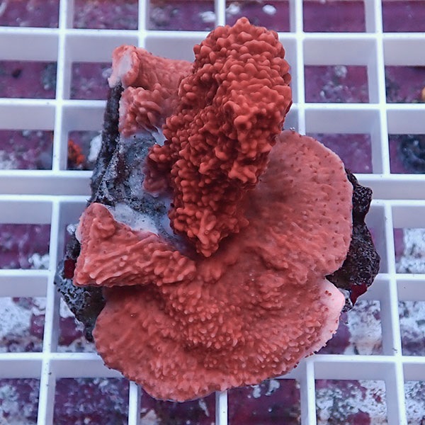 【サンゴ現物9】コモンサンゴ ! 15時までのご注文で当日発送【ミドリイシ】(t214