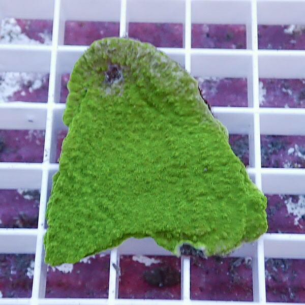 【サンゴ現物10】コモンサンゴ ! 15時までのご注文で当日発送【ミドリイシ】(t214