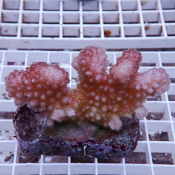 【サンゴ現物10】ハナヤサイサンゴ ブリード ! 15時までのご注文で当日発送 【ミドリイシ】(t214