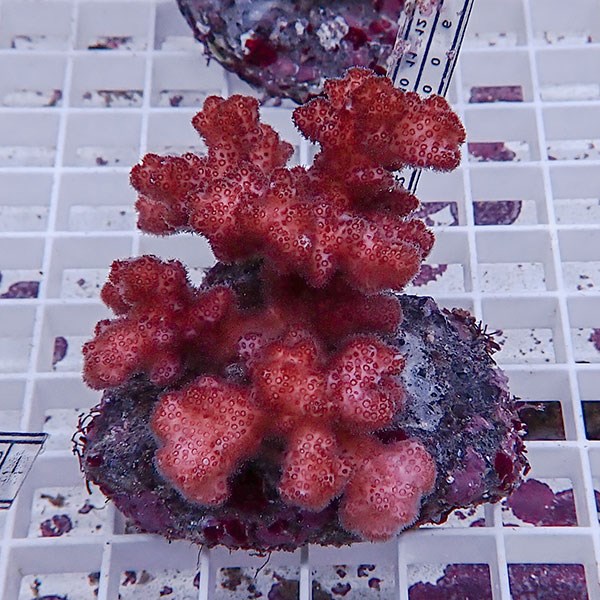 【サンゴ現物15】 ハナヤサイサンゴ ブリード!15時までのご注文で当日発送 【ミドリイシ】(t214