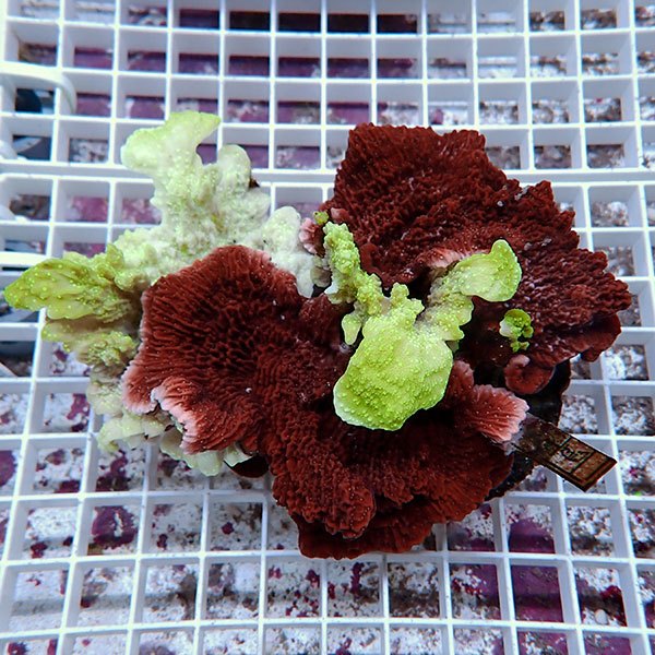 【サンゴ現物1】ウスコモンサンゴブリード ! 15時までのご注文で当日発送【ミドリイシ】(t214