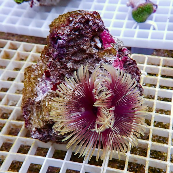 【現物8】ホンケヤリ!15時までのご注文で当日発送(t229