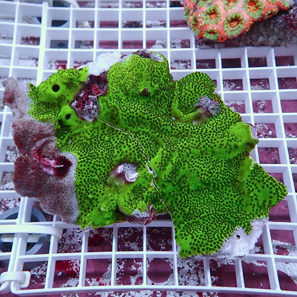 【現物1】イバラカンザシ!15時までのご注文で当日発送(t229