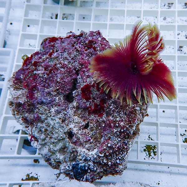 【現物1】ホンケヤリ!15時までのご注文で当日発送(t229