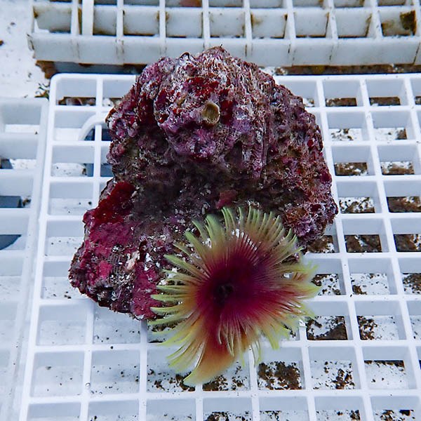 【現物2】ホンケヤリ!15時までのご注文で当日発送(t229