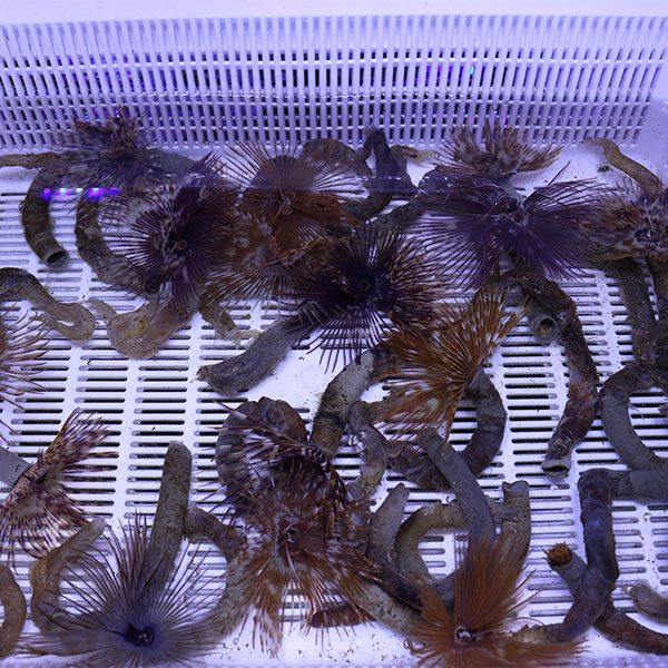 【サンプル】ケヤリムシ 1本 !15時までのご注文で当日発送(t229