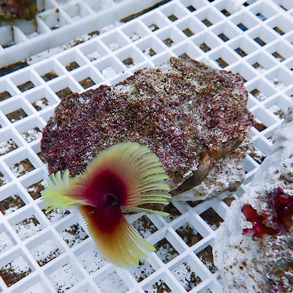 【現物4】ホンケヤリ!15時までのご注文で当日発送(t229