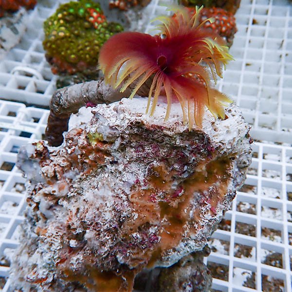 【現物5】ホンケヤリ!15時までのご注文で当日発送(t229