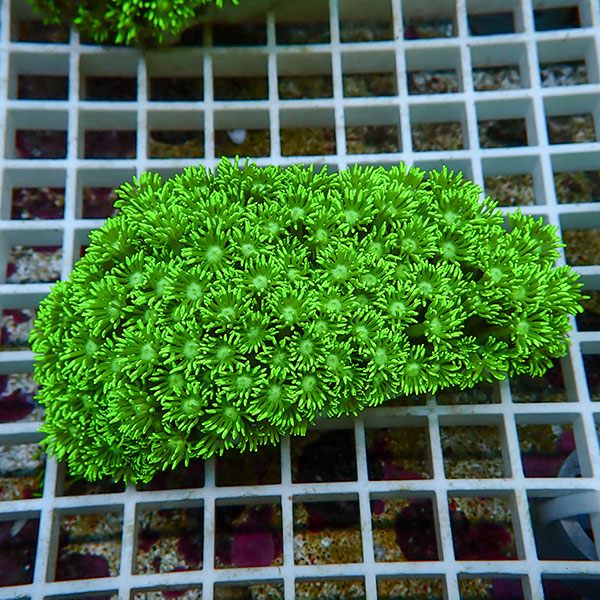 【サンゴ現物9】ハナガササンゴ!15時までのご注文で当日発送【サンゴ】(t140