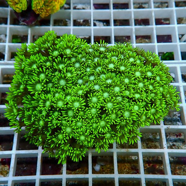 【サンゴ現物10】ハナガササンゴ!15時までのご注文で当日発送【サンゴ】(t140