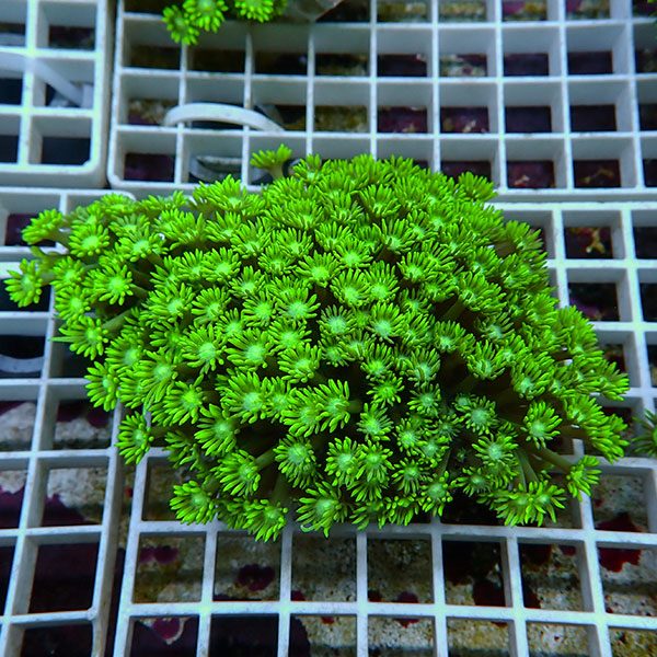 【サンゴ現物11】ハナガササンゴ!15時までのご注文で当日発送【サンゴ】(t140