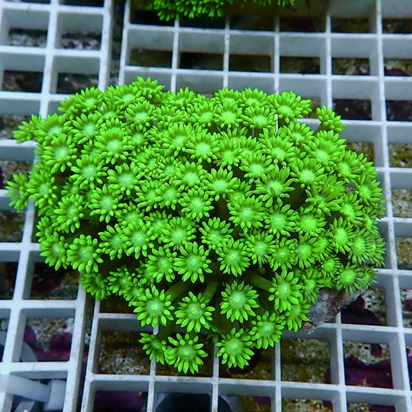 【サンゴ現物12】ハナガササンゴ!15時までのご注文で当日発送【サンゴ】(t140