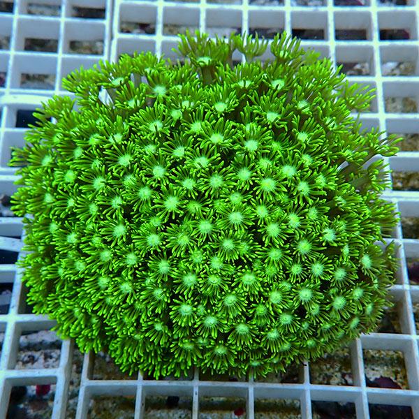 【サンゴ現物13】ハナガササンゴ!15時までのご注文で当日発送【サンゴ】(t140