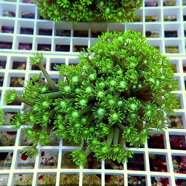 【サンゴ現物14】ハナガササンゴ!15時までのご注文で当日発送【サンゴ】(t140