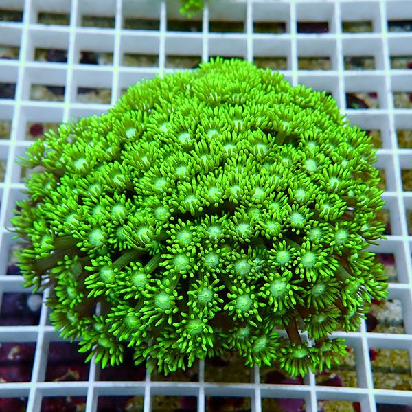 【サンゴ現物15】ハナガササンゴ!15時までのご注文で当日発送【サンゴ】(t140