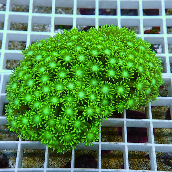 【サンゴ現物16】ハナガササンゴ!15時までのご注文で当日発送【サンゴ】(t140