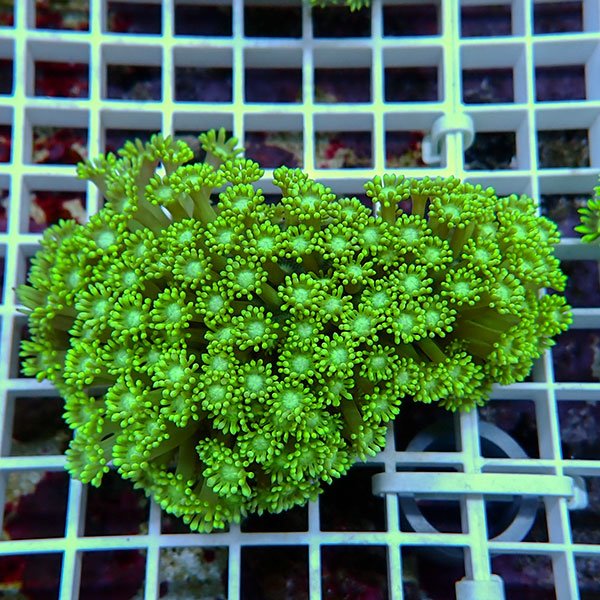 【サンゴ現物17】ハナガササンゴ!15時までのご注文で当日発送【サンゴ】(t140