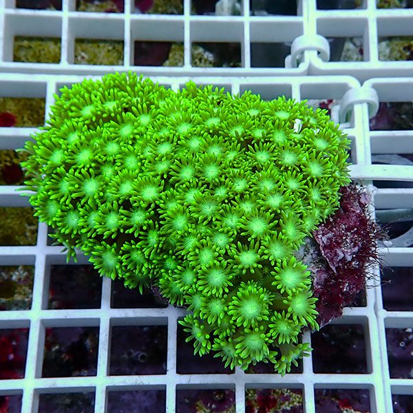 【サンゴ現物18】ハナガササンゴ!15時までのご注文で当日発送【サンゴ】(t140