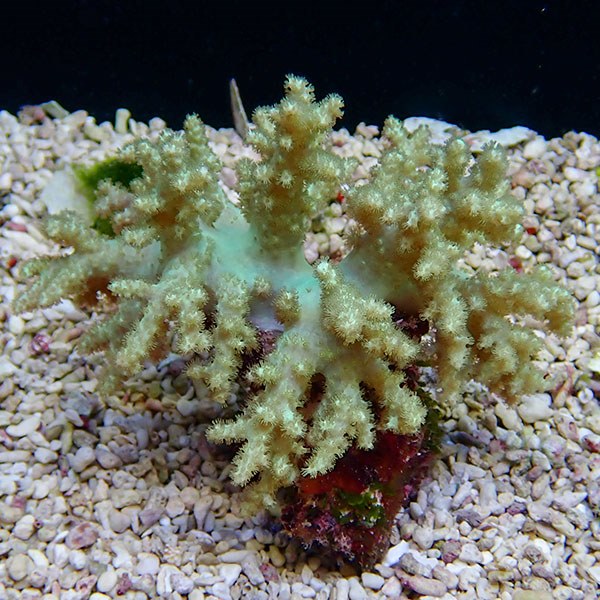 【サンゴ現物19】ハナガササンゴ!15時までのご注文で当日発送【サンゴ】(t140