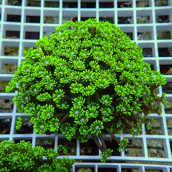 【サンゴ現物23】ハナガササンゴ!15時までのご注文で当日発送【サンゴ】(t140