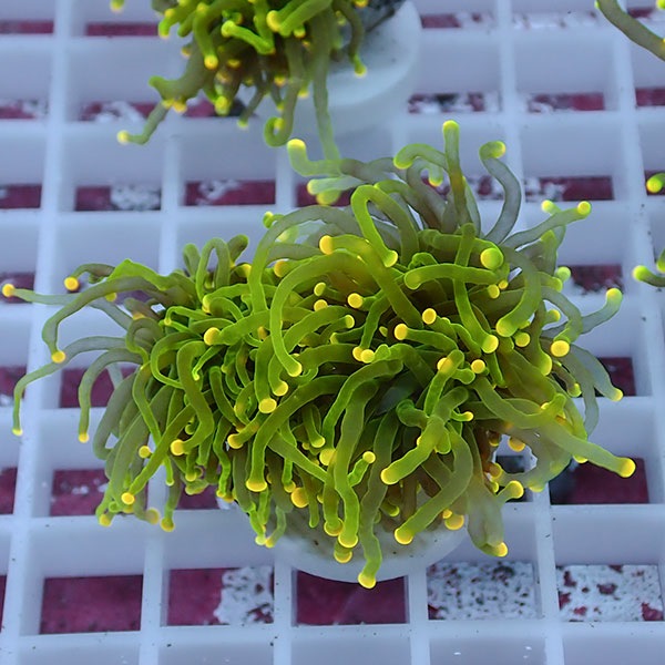 【サンゴ現物88】フラワーコーラルフラグ イエローチップ !15時までのご注文で当日発送 【サンゴ】(t142