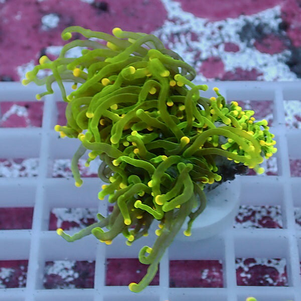 【サンゴ現物89】フラワーコーラルフラグ イエローチップ !15時までのご注文で当日発送 【サンゴ】(t142