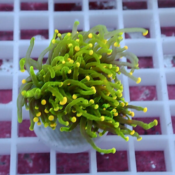 【サンゴ現物90】フラワーコーラルフラグ イエローチップ !15時までのご注文で当日発送 【サンゴ】(t142