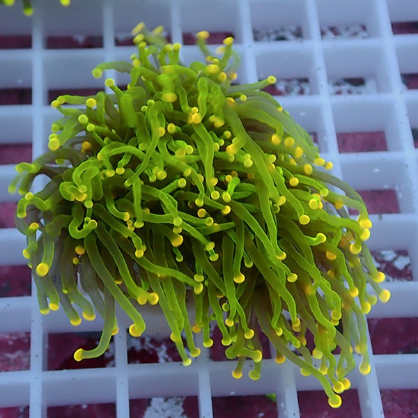 【サンゴ現物91】フラワーコーラルフラグ イエローチップ !15時までのご注文で当日発送 【サンゴ】(t142