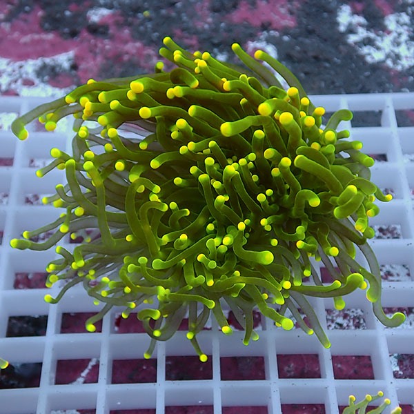 【サンゴ現物92】フラワーコーラルフラグ イエローチップ !15時までのご注文で当日発送 【サンゴ】(t142