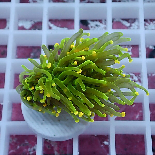 【サンゴ現物93】フラワーコーラルフラグ イエローチップ !15時までのご注文で当日発送 【サンゴ】(t142