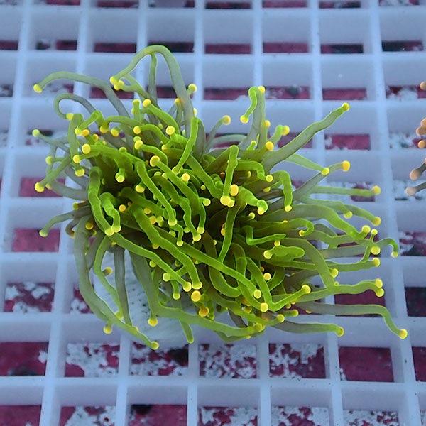 【サンゴ現物94】フラワーコーラルフラグ イエローチップ !15時までのご注文で当日発送 【サンゴ】(t142