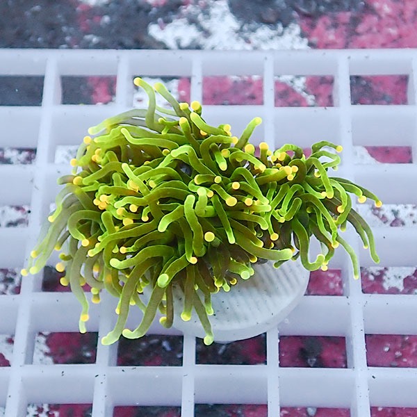 【サンゴ現物95】フラワーコーラルフラグ イエローチップ !15時までのご注文で当日発送 【サンゴ】(t142