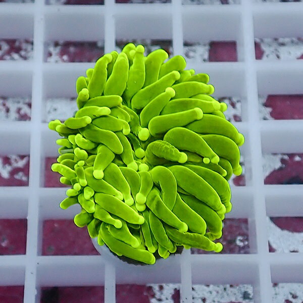 【サンゴ現物96】フラワーコーラルフラグ !15時までのご注文で当日発送 【サンゴ】(t142