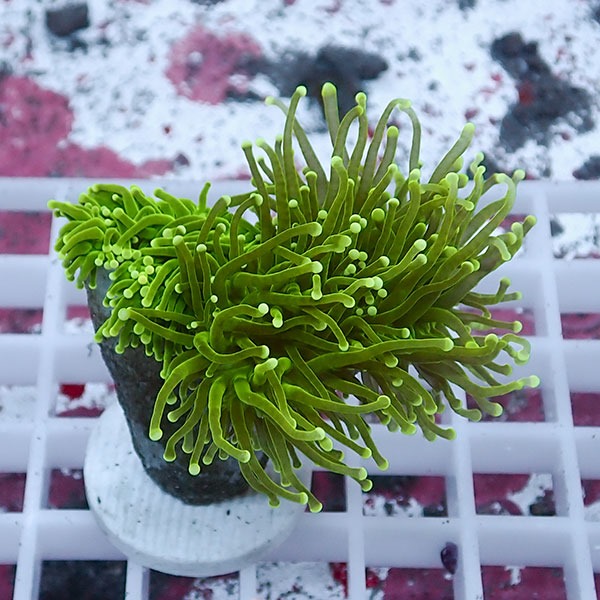 【サンゴ現物98】フラワーコーラルフラグ !15時までのご注文で当日発送 【サンゴ】(t142