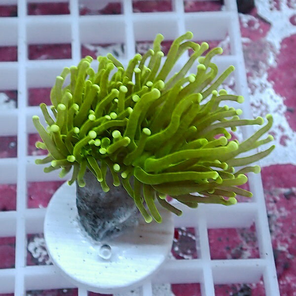 【サンゴ現物99】フラワーコーラルフラグ !15時までのご注文で当日発送 【サンゴ】(t142