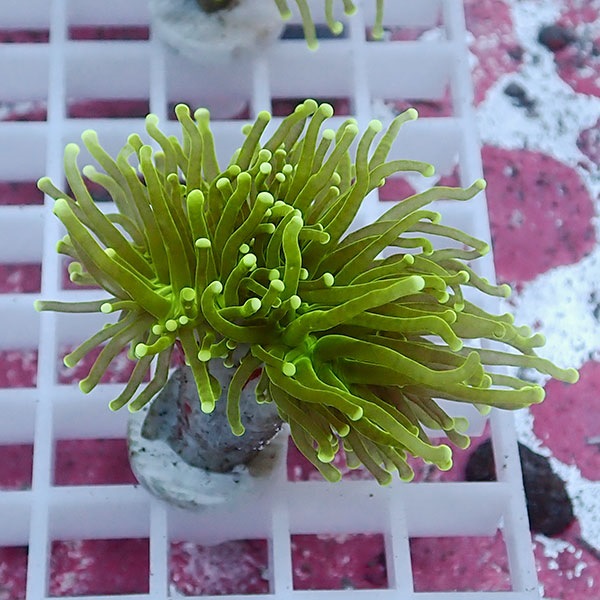 【サンゴ現物100】フラワーコーラルフラグ !15時までのご注文で当日発送 【サンゴ】(t142