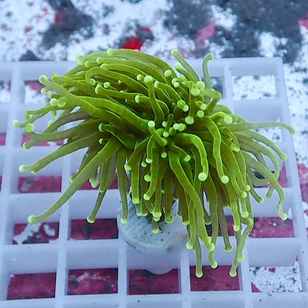 【サンゴ現物101】フラワーコーラルフラグ !15時までのご注文で当日発送 【サンゴ】(t142