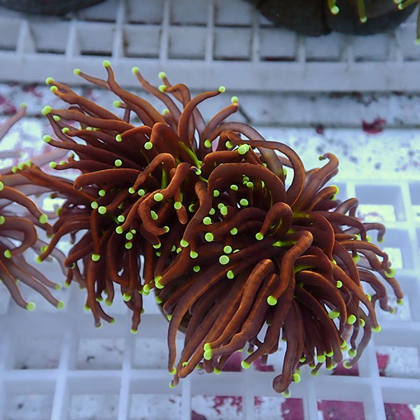 【サンゴ現物102】フラワーコーラルフラグ ゴールドトーチ !15時までのご注文で当日発送 【サンゴ】(t142