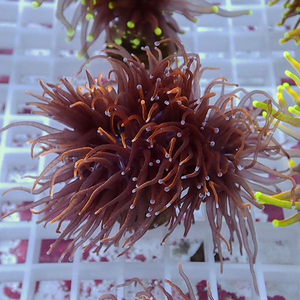 【サンゴ現物104】フラワーコーラルフラグ ゴールドトーチ !15時までのご注文で当日発送 【サンゴ】(t142