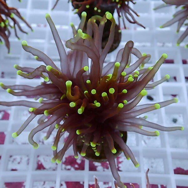 【サンゴ現物105】フラワーコーラルフラグ ゴールドトーチ !15時までのご注文で当日発送 【サンゴ】(t142