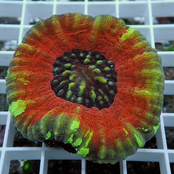 【サンゴ現物1】スコリミア!15時までのご注文で当日発送 (t258