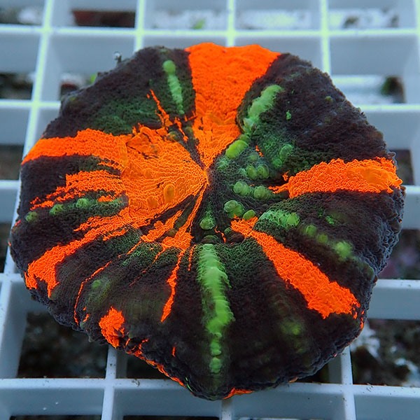 【サンゴ現物2】スコリミア!15時までのご注文で当日発送 (t258