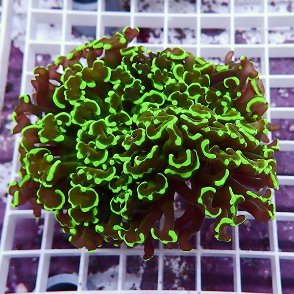 【サンゴ現物115】ナガレハナサンゴ!15時までのご注文で当日発送 【サンゴ】(t136