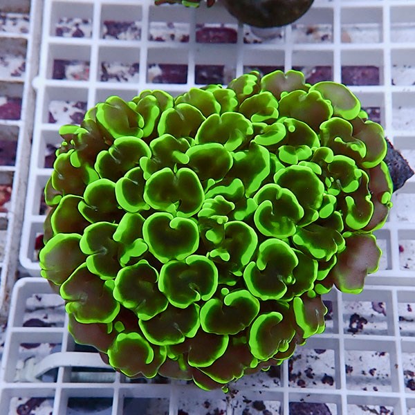 【サンゴ現物116】ナガレハナサンゴ!15時までのご注文で当日発送 【サンゴ】(t136