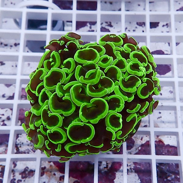 【サンゴ現物117】ナガレハナサンゴ!15時までのご注文で当日発送 【サンゴ】(t136